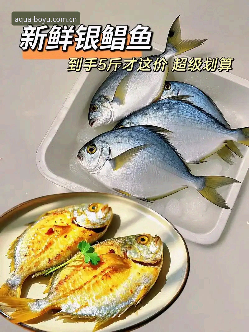博鱼BOYU官网评测实用指南：2025版从注册到观赛的全流程解析